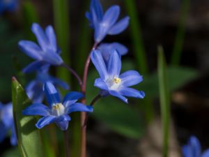 Scilla sardensis - Lesser Glory-of-the-snow - Liten vårstjärna