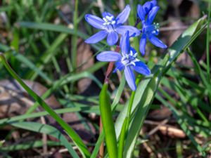 Scilla x allenii - Hybrid Squill - Hybridvårstjärna