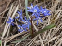 Scilla x allenii Grusdepå, Björkelundadammen, Malmö, Skåne, Sweden 20240401_0008