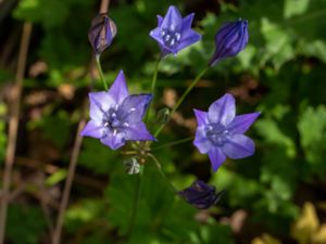 Triteleia laxa - Ithuriel´s Spear - Blå bukettlilja