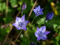 Triteleia laxa Ulricedal, Malmö, Skåne, Sweden 20190704_0011