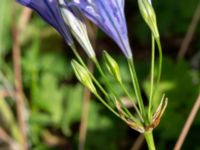 Triteleia laxa Ulricedal, Malmö, Skåne, Sweden 20190704_0016