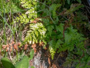 Asplenium adiantum-nigrum - Black Spleenwort - Glansbräken