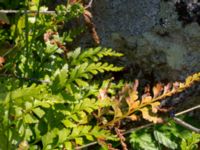 Asplenium adiantum-nigrum Solviken, Mölle, Höganäs, Skåne, Sweden 20150515_0109