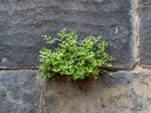 Asplenium ruta-muraria - Wall-rue - Murruta