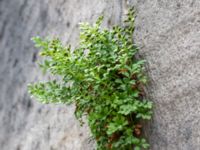 Asplenium ruta-muraria Lunds domkyrka, Lund, Skåne, Sweden 20180620_0120