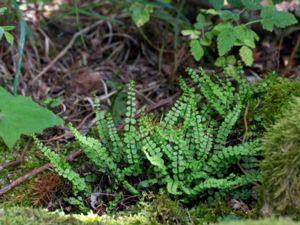 Asplenium trichomanes - Maidenhair Spleenwort - Svartbräken