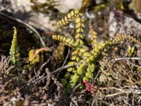 Asplenium trichomanes ssp. quadrivalens Gösslunda, Mörbylånga, Öland, Sweden 20160410_0101