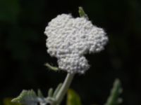 Achillea clypeolata Vanningen, Vellinge, Skåne, Sweden 20240525_0057