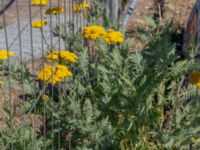 Achillea filipendulina Sundskajen, Ön, Malmö, Skåne, Sweden 20180624_0091