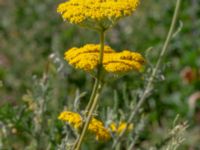 Achillea filipendulina Sundskajen, Ön, Malmö, Skåne, Sweden 20180624_0095