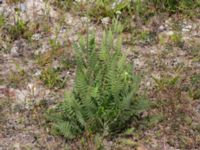 Achillea filipendulina Vanningen, Vellinge, Skåne, Sweden 20240808_0044