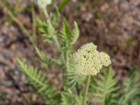 Achillea filipendulina Vanningen, Vellinge, Skåne, Sweden 20240808_0045