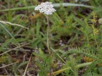 Achillea millefolia Dynan, Tygelsjö ängar, Malmö, Skåne, Sweden 20210811_0044