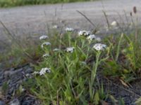 Achillea millefolium Arctic Valley, Anchorage, Alaska, USA 20140703_0297