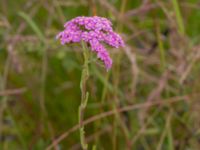 Achillea millefolium Vellinge golfklubb, Vellinge, Skåne, Sweden 20220704_0041