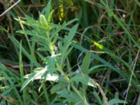 Ambrosia psilostachya Hamnen, Klagshamns udde, Malmö, Skåne, Sweden 20160824_0010