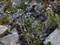 Antennaria alpina ssp. alpina Nordkalottenleden, Kiruna, Torne lappmark, Lappland, Sweden 20150708_0863
