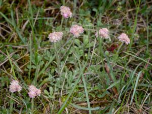 Antennaria dioica - Mountain Everlasting - Kattfot