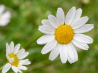 Anthemis arvensis Norra stigen, Toarp, Malmö, Skåne, Sweden 20240622_0021