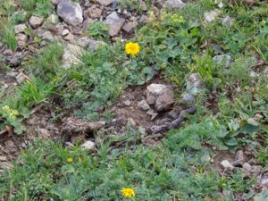 Anthemis caucasica