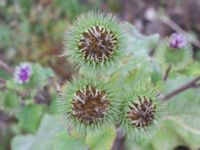 Arctium lappa Katrinetorp, Malmö, Skåne, Sweden 20231020_0002