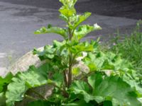 Arctium minus Ödetomt Hagstorpsgatan, Kirseberg, Malmö, Skåne, Sweden 20190531_0047