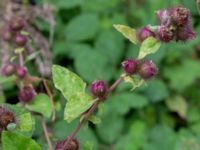 Arctium minus Rutsborg, Borgeby, Kävlinge, Skåne, Sweden 20150830_0066