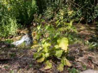 Arctium nemorosum Krka National Park, Sibenik-Knin, Croatia 20170805_1850