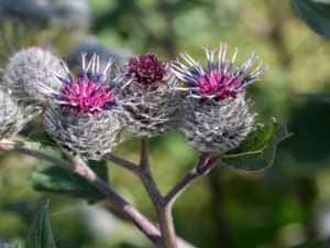 Arctium tomentosum - Downy Burdock - Ullkardborre