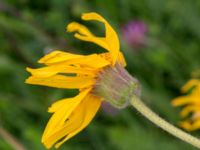 Arnica montana Kungsmarken, Lund, Skåne, Sweden 20170624_0069