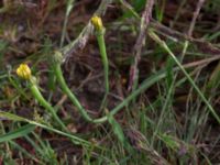 Arnoseris minima Ekevång, Genarp, Lund, Skåne, Sweden 20150620_0026