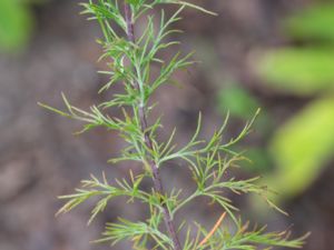 Artemisia abrotanum - Southernwood - Åbrodd