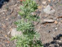 Artemisia absinthium Spillepeng, Burlöv, Skåne, Sweden 20200614_0048
