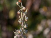 Artemisia absinthium Svanetorpsvägen, Åkarp, Lomma, Skåne, Sweden 20170930_0021