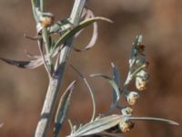 Artemisia absinthium Tirups Örtagård, Staffanstorp, Skåne, Sweden 20220917_0079