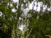 Artemisia absinthium Ulricedal, Malmö, Skåne, Sweden 20190731_0014