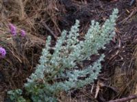 Artemisia absinthum Svedala jorddeponi, Svedala, Skåne, Sweden 20231021_0040