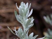 Artemisia absinthum Svedala jorddeponi, Svedala, Skåne, Sweden 20231021_0041