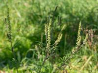 Artemisia artemisiifolia Karlarp 1-124, Tjörnarp, Höör, Skåne, Sweden 20230916_0074