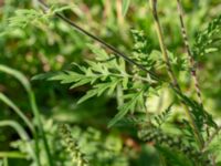 Artemisia artemisiifolia Karlarp 1-124, Tjörnarp, Höör, Skåne, Sweden 20230916_0075