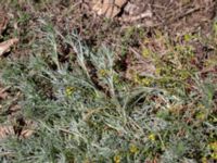 Artemisia campestris Gösslunda, Mörbylånga, Öland, Sweden 20170526_0063