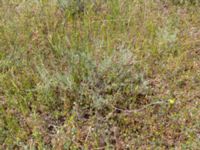 Artemisia campestris Valley 4.4 km NW Dalis Reservoir Tower, Chachuna, Kakheti, Georgia 20180427_3211