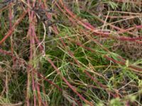 Artemisia campestris ssp. campestris Borgeby, Kävlinge, Skåne, Sweden 20150728_0058