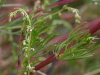 Artemisia campestris ssp. campestris Borgeby, Kävlinge, Skåne, Sweden 20150728_0059