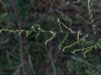 Artemisia campestris ssp. campestris Branteviks hamn, Simrishamn, Skåne, Sweden 20180727_0196