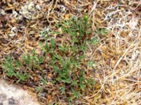 Artemisia campestris ssp. campestris Dröstorps alvar, Mörbylånga, Öland, Sweden 20180810_0054