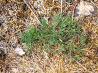 Artemisia campestris ssp. campestris Dröstorps alvar, Mörbylånga, Öland, Sweden 20180810_0055