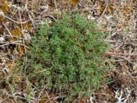 Artemisia campestris ssp. campestris Dröstorps alvar, Mörbylånga, Öland, Sweden 20180810_0069