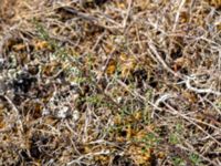 Artemisia campestris ssp. campestris Dröstorps alvar, Mörbylånga, Öland, Sweden 20180810_0070